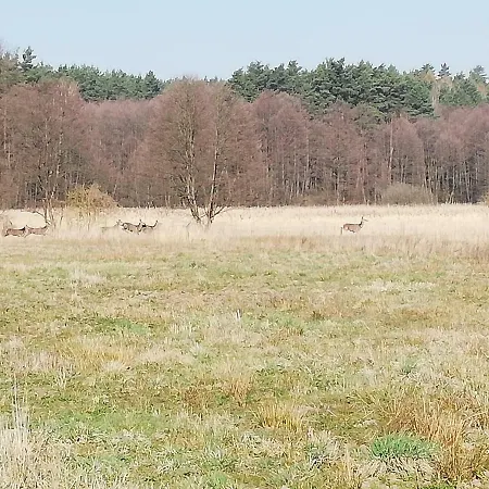 Проживание в семье Agrojelonki *