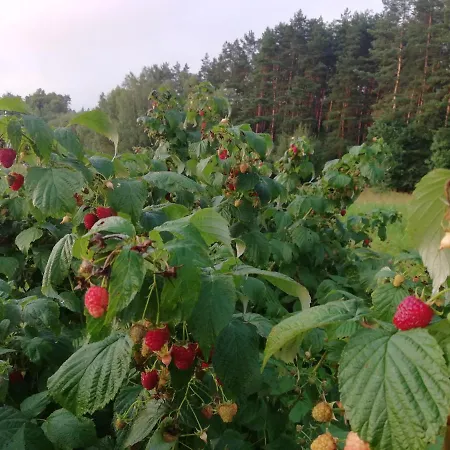 Agrojelonki 홈스테이 *